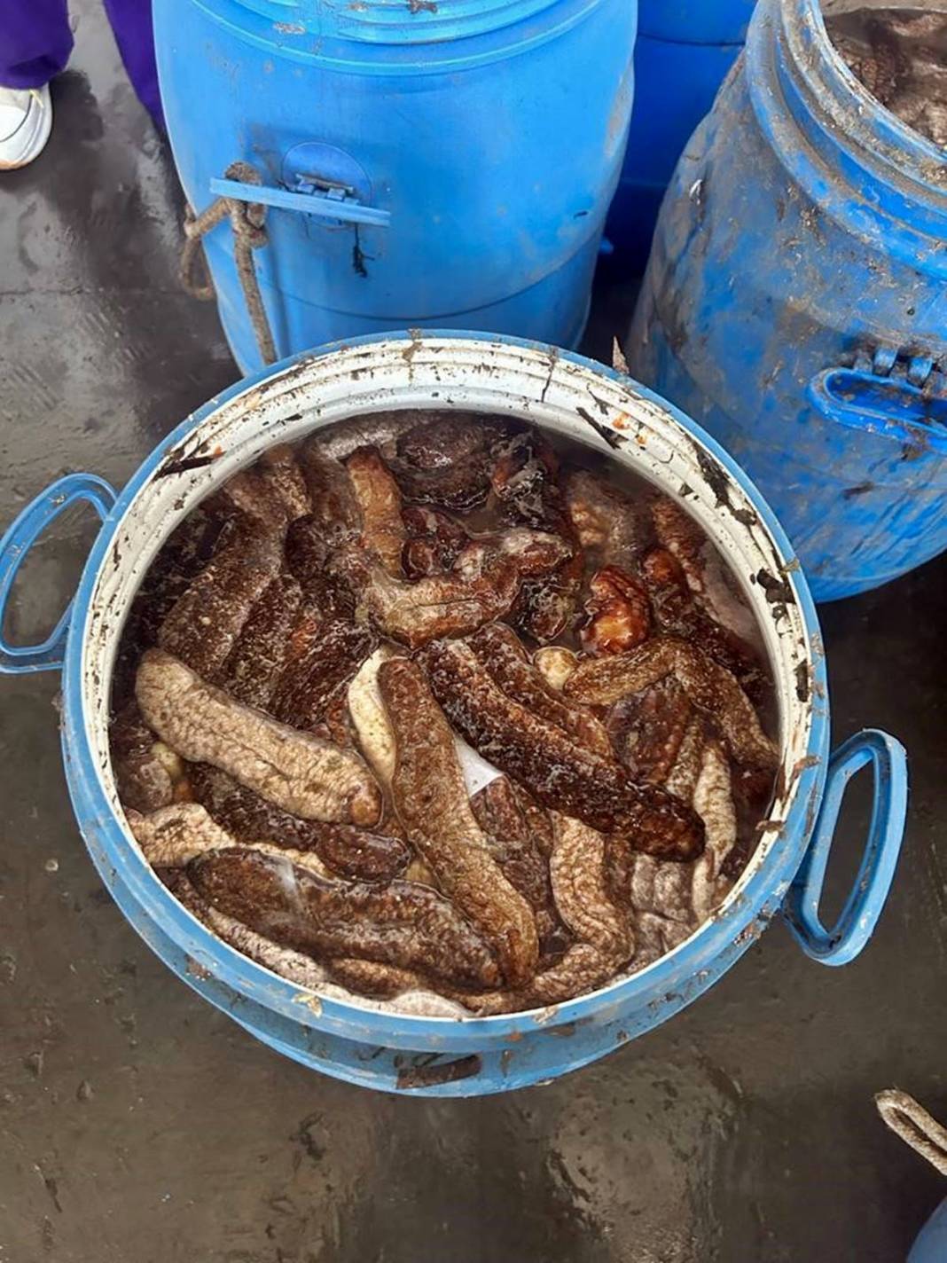 Görenler şaştı kaldı: Bu canlı, İzmir'deki kirliliği azaltılacak! Sayıları her geçen gün artıyor 8